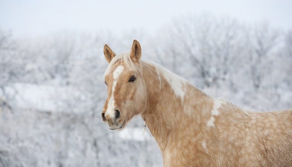 Canada on horseback